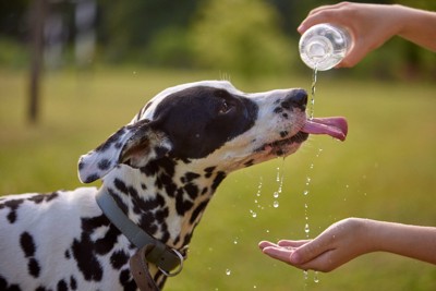 水をペットボトルから飲む犬