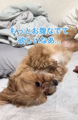 もっと撫でてほしいマルくん