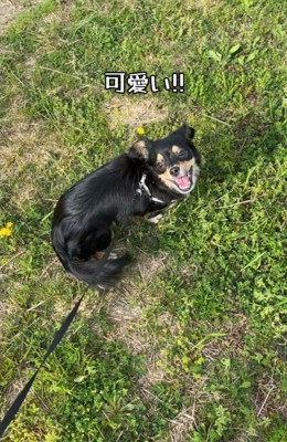 走るのが楽しくてニッコリ♪