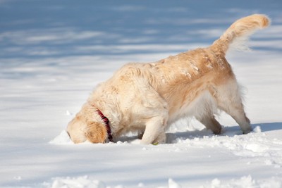 雪遊びをする犬