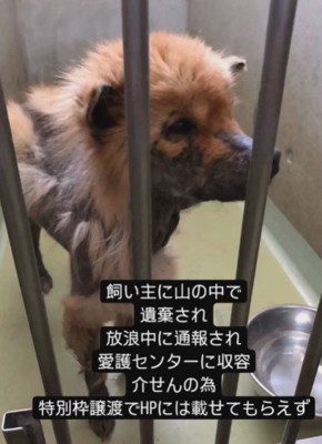 レスキューされたのは…