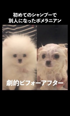 チワワさんかな?