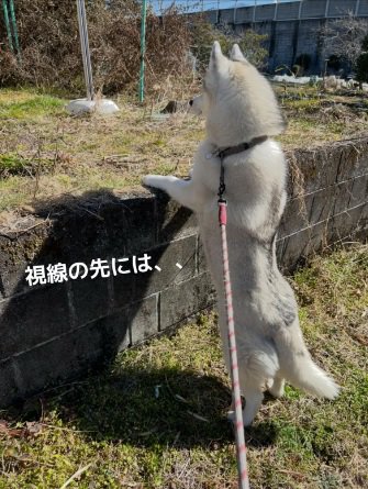 前方を見つめるROSEちゃん