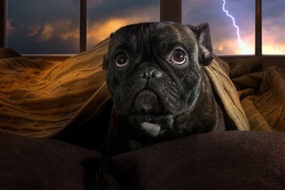 雷を嫌がっている犬