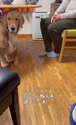 飼い主さんを見るサンちゃん