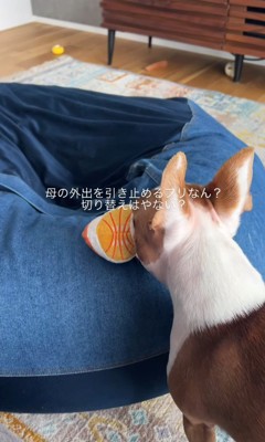 お母さん外出時のジノくん⑩