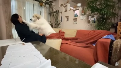 お兄さんに犬パンチするアランくん