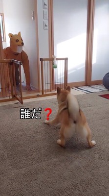 犬のマスクを被った男性に威嚇する犬