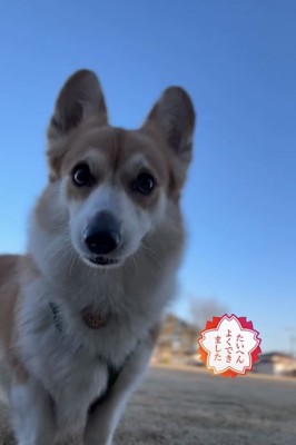 こちらを見つめる犬