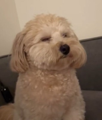 喧嘩仲裁中に眠くなるワンコ2