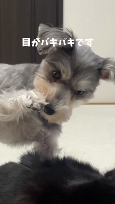 前足についた猫の匂いを嗅いで目を見開く犬