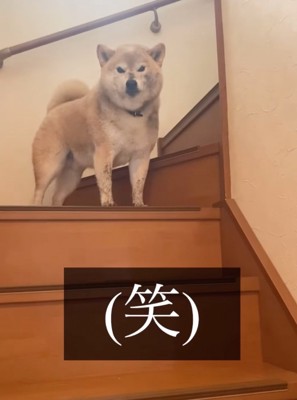 泥まみれの柴犬