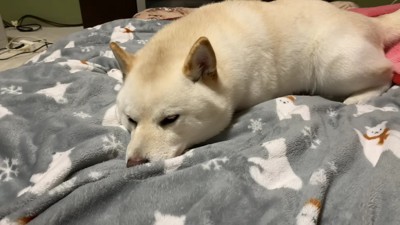 いそいそと布団の中へ♡