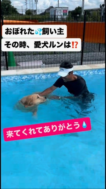 泳ぎながら振り返って飼い主さんを見る犬