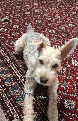 飼い主さんをにらむえびすくん