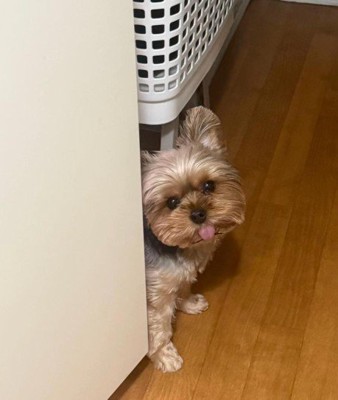 チラッとのぞくお嬢ちゃん