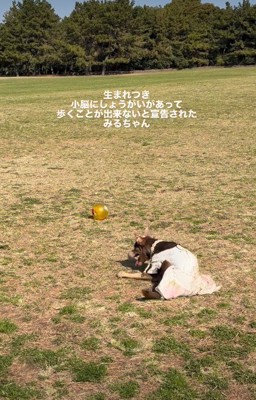 「歩くことは難しい」