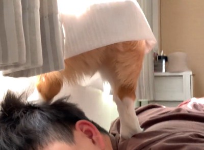 男性の上で足踏みする犬