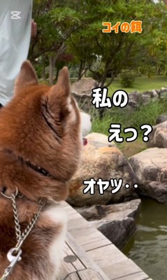 鯉に餌をあげた時のたこやきちゃん6