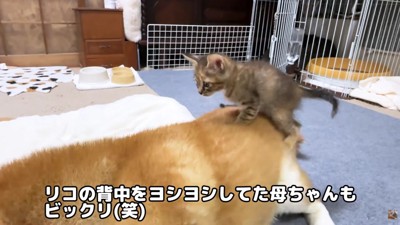 「お山かな？」