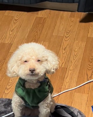 お目目が小さいアレクくん2