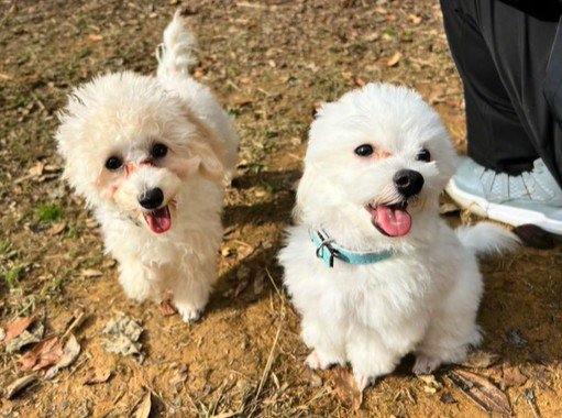 レムくんとラムちゃん