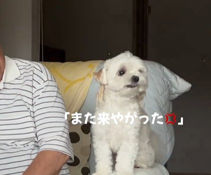 女性の接近に緊張する小型犬