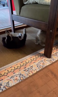 赤ちゃん犬の自作自演9