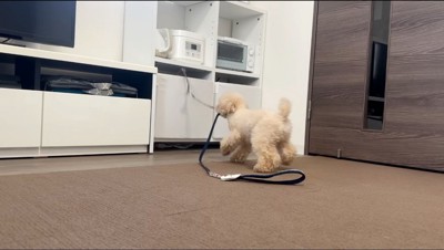 棚の中からリーシュを取り出す犬