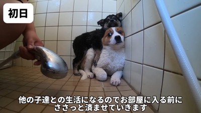 シャンプーも怖くてたまらない