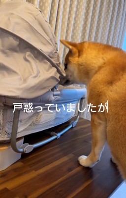 戸惑うおもちくん