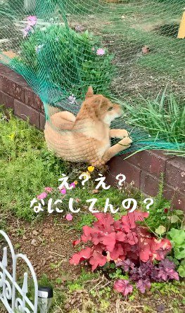 花壇に張られたネットに寝転がる犬