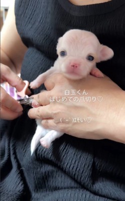 生まれて間もない頃のしらたま君