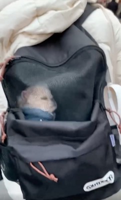 バッグの中で眠る犬