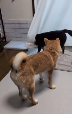 あずきちゃんとこむぎくん