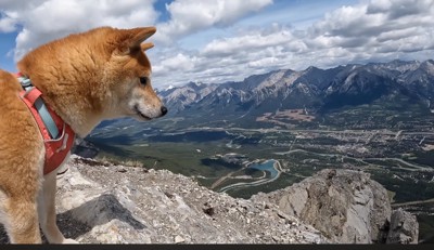 山頂から町を眺めるメスの犬