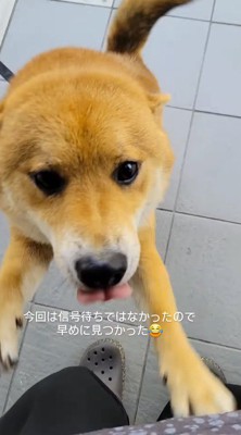 女性の足に前足をかける犬