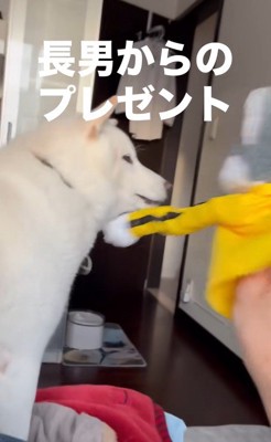 パンチするおもちゃVSだい吉くん