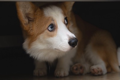 椅子の下に隠れる犬