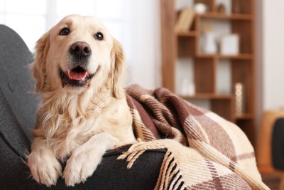 ブランケットをかけてソファでくつろぐ犬