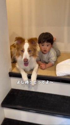 階段の上でふせをする犬と赤ちゃん