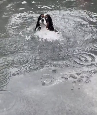 目を見開いて泳ぐ犬2