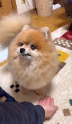 手を差し出す男性を見上げる犬