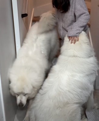 階段を降りる犬