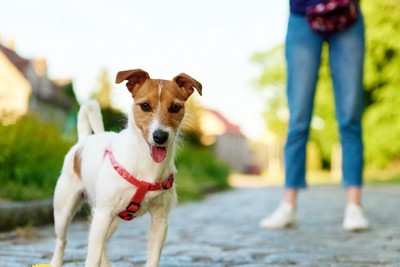 女性と犬