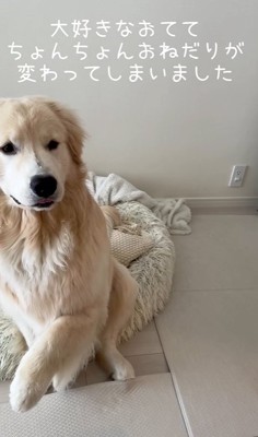 左前足を上げる大型犬