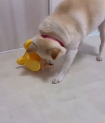 おもちゃを触る白い犬