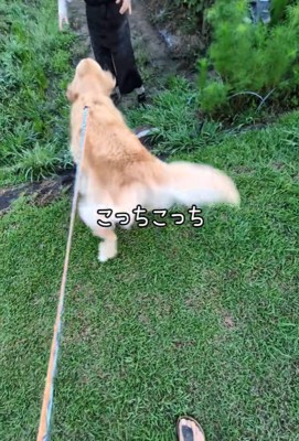 「早くこっちにきて～」