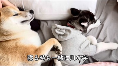 ベッドで眠る2頭の犬