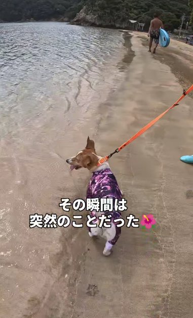 海辺を歩くジャックラッセルテリア
